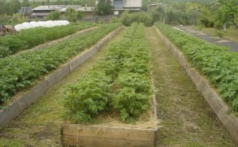 засаждане на картофи