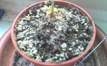 Floració blanca al sòl de plantes d'interior