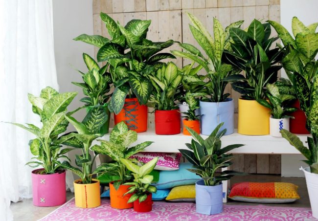 Dangerous flowers for the home