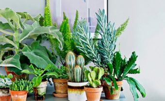 Dangerous flowers for the home