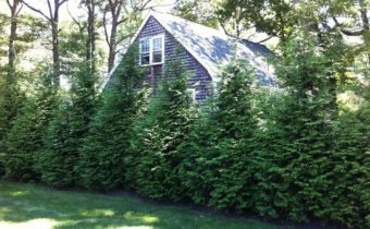 bomen rondom het huis