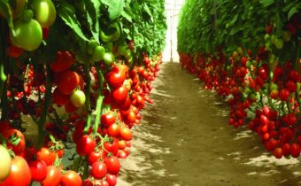 hoogwaardige tomatenrassen