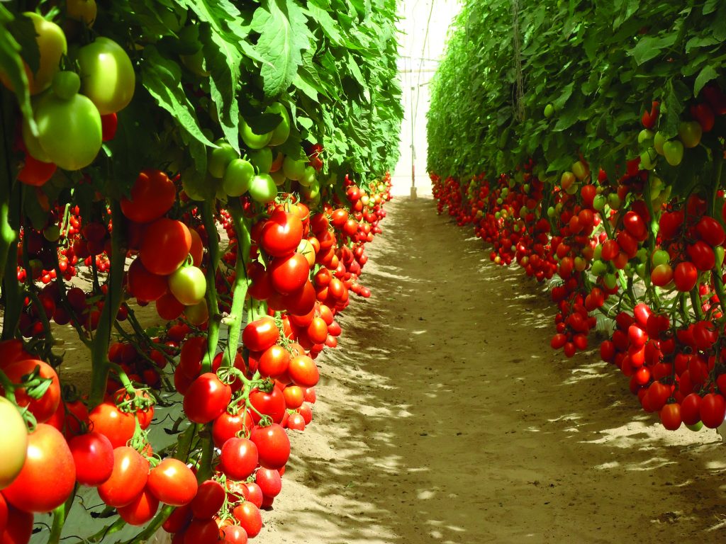 high-quality tomato varieties
