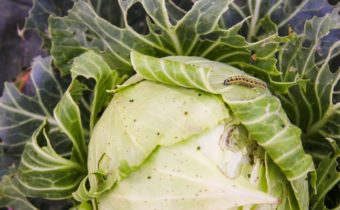 how to get rid of the tracks