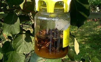 ловушка от насекомите