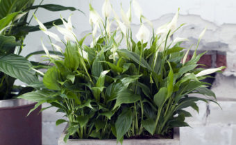 Spathiphyllum