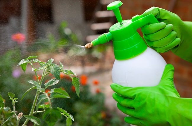 Напръскване на домати