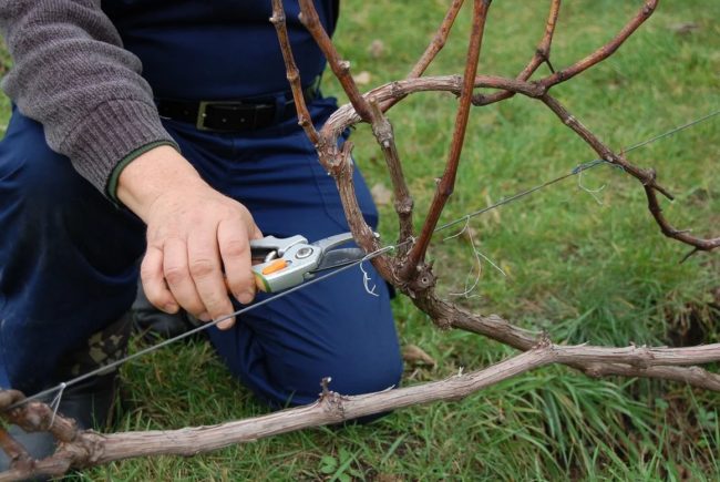 Pruning grapes