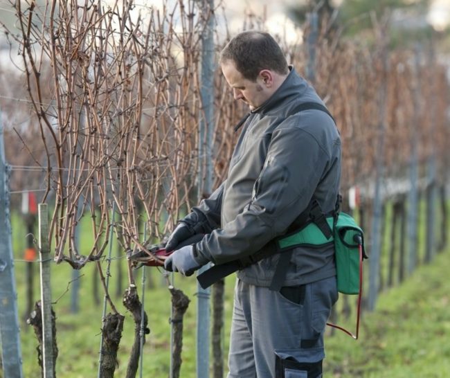 Pruning grapes