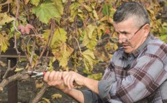 Pruning grapes
