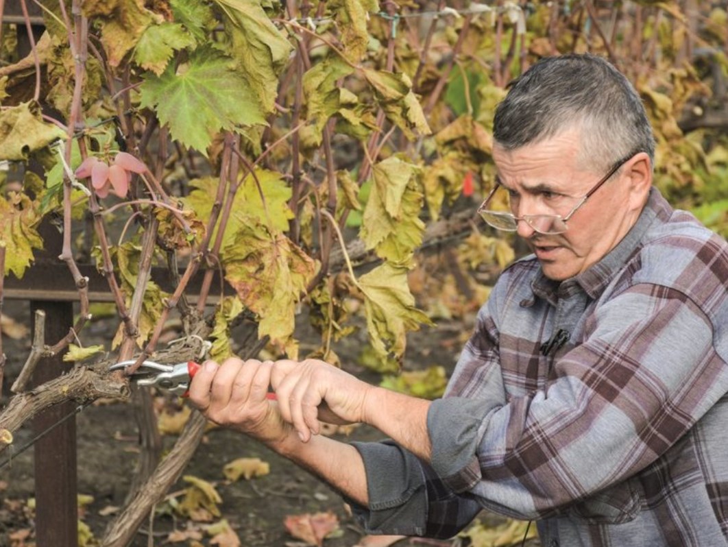 Pruning grapes