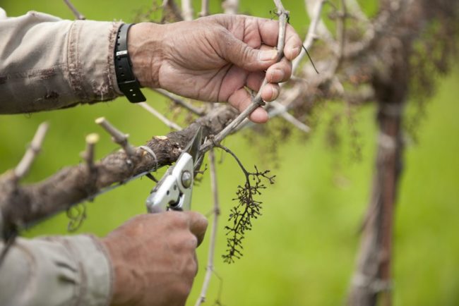 Pruning grapes
