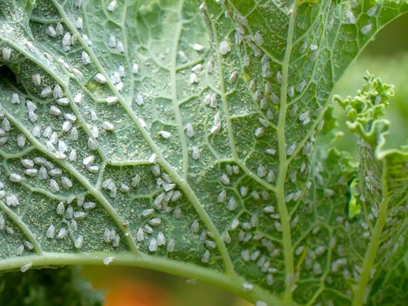 листна въшка върху градински растения