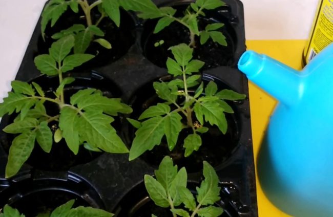 Тор от картофен бульон за разсад