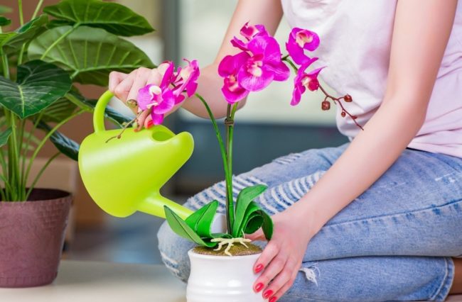 Водороден пероксид за орхидея