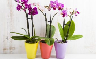 Водороден оксид и орхидея