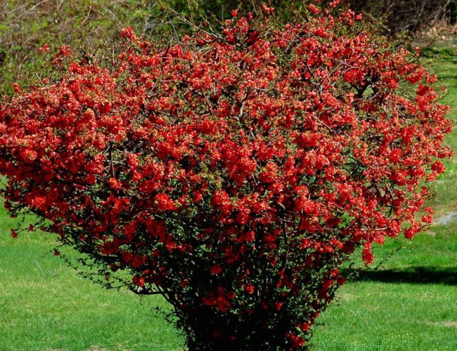 Frost-resistant flowering shrubs