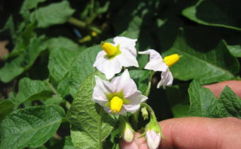 Snijd ik de aardappelbloemen?