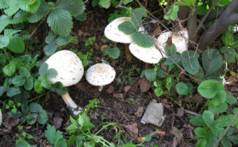 Toadstools in the garden