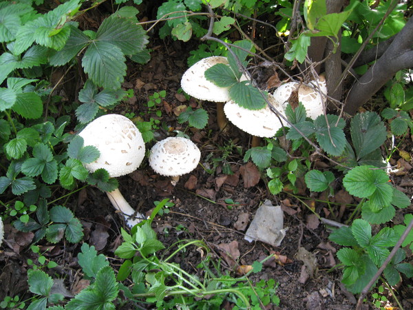 Toadstools in the garden