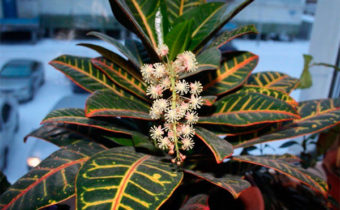 Причини за цъфтежа на Кротон