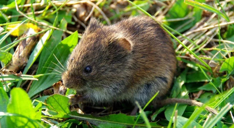 Отблъскващи гризачи растения