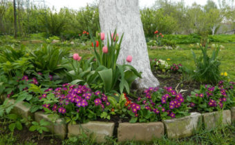 Цвеће испод дрвећа