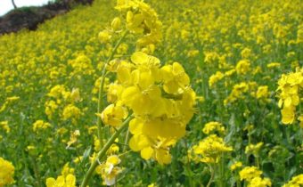 Зелена тор за градината