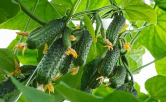 superbug cucumbers