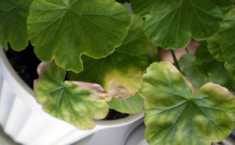 ф-Герани-zhelteyut-listya