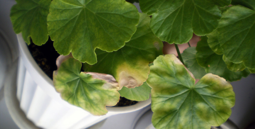 ф-Герани-zhelteyut-listya