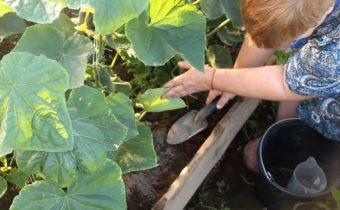 Bread fertilizer for cucumbers