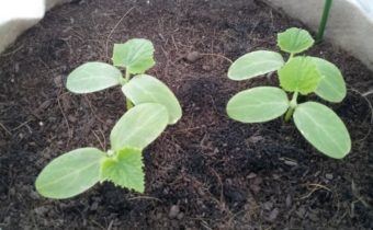 seedlings of cucumbers
