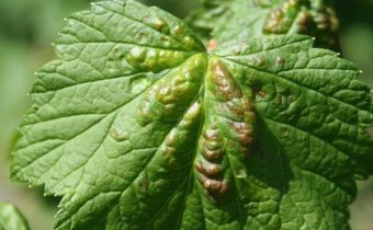 Листове от касис